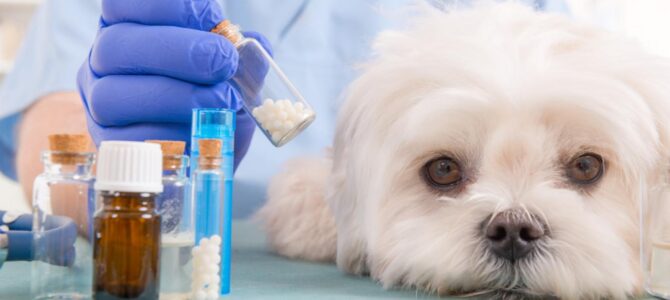 Chráněno: Vzdělávací kurz pro Včelařství – vyhrazené veterinární léčivé přípravky